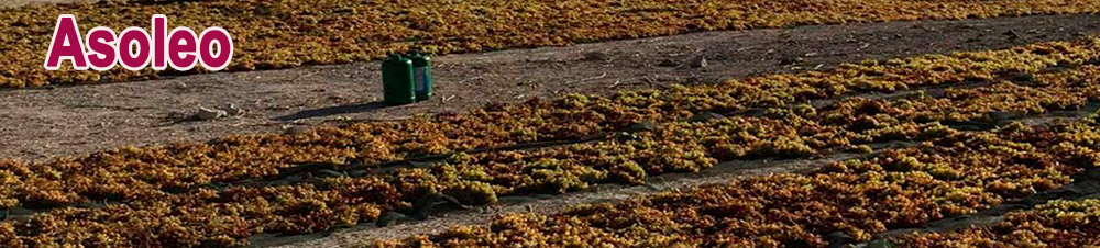 vinos dulces españa